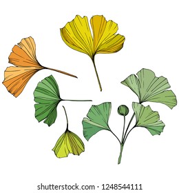 Vector. Engraved yellow, orange and green ginkgo leaf. Plant botanical garden. Isolated ginkgo illustration element on white background.