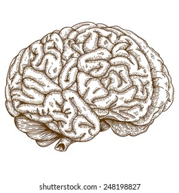 Vector engraving antique illustration of brain isolated on white background