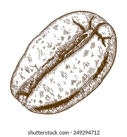 Vector engraving antique illustration of coffee bean isolated on white background