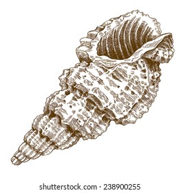 Vector Engraving Antique Illustration Of A Conch Shell Isolated On White Background