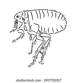 Vector engraving antique illustration of flea isolated on white background