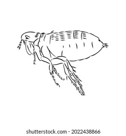 Vector engraving antique illustration of flea isolated on white background