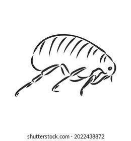 Vector engraving antique illustration of flea isolated on white background