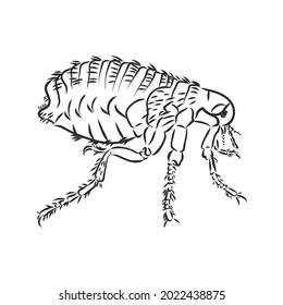 Vector engraving antique illustration of flea isolated on white background