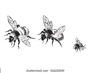 Vector engraving antique illustration honey flying bees  isolated white background  Set flying bees in row