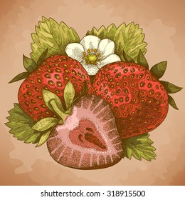 Vector engraving antique illustration of strawberry in retro style