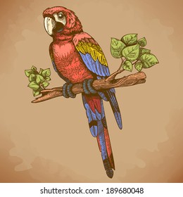 vector engraving big blue parrot on a branch in retro style
