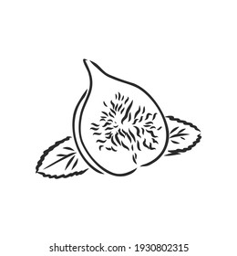 Vector engraving drawing antique illustration of two figs isolated on white background