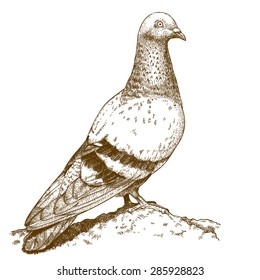 Vector engraving drawing antique illustration of dove isolated on white background