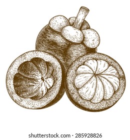 Vector engraving drawing antique illustration of mangosteen isolated on white background