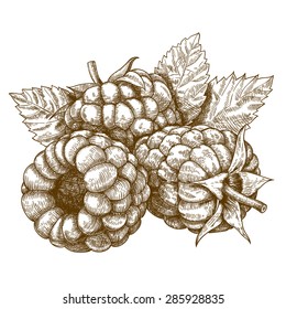 Vector engraving drawing antique illustration of raspberry with leafs isolated on white background