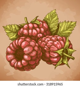 Vector engraving drawing antique illustration of raspberry with leafs in retro style