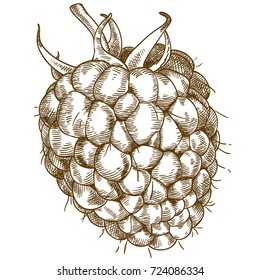 Vector engraving drawing antique illustration of raspberry isolated on white background