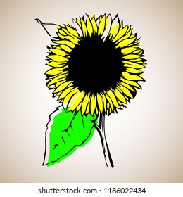 Vector engraving drawing illustration of big sunflower on white background