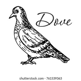Vector engraving drawing illustration of dove isolated on white background