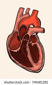 vector engraving heart in retro engraving style Isolated on white vector illustration