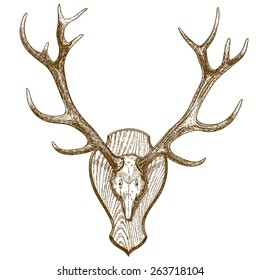 Vector engraving illustration of animal skull with horns isolated on white background