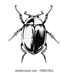 Vector engraving illustration of beetle on white background