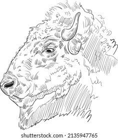 Vector engraving illustration of bison. Isolated on white background.