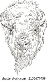 Ilustración de bison grabadora de vectores. Aislado sobre fondo blanco.