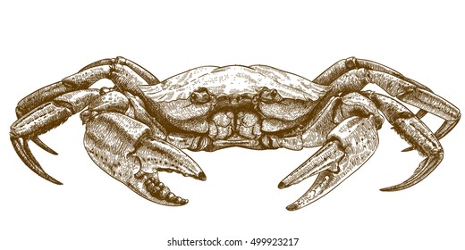 Vector engraving illustration of crab isolated on white background
