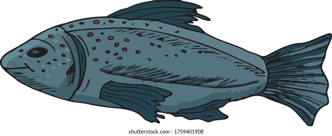 Vector engraving illustration of detailed hand drawn fish isolated on white background