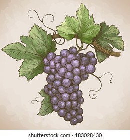 vector engraving illustration of grapes on the branch in retro style