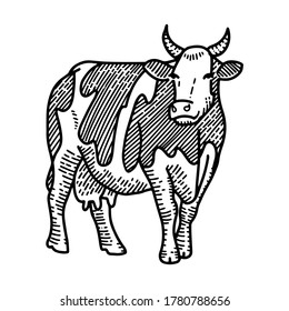 Vector engraving illustration of hand drawn spotted cow, isolated on white background. Farm animal with horns sketch