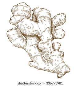 Vector engraving illustration of hand drawn ginger root isolated on white background