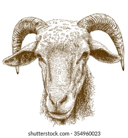 Vector engraving illustration of hand drawn ram head isolated on white background