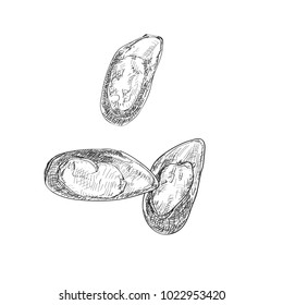 Vector engraving illustration of highly detailed hand drawn mussels isolated on white background