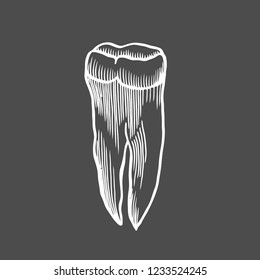 Vector engraving illustration of highly detailed hand drawn human tooth isolated on black background