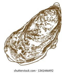 Vector engraving illustration of highly detailed hand drawn oyster shell isolated on white background