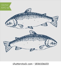 Vector engraving illustration of highly detailed hand drawn trout