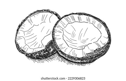 Vector engraving illustration of highly detailed hand drawn coconut