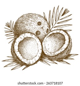 Vector engraving  illustration of  highly detailed hand drawn coconut and palm leaf