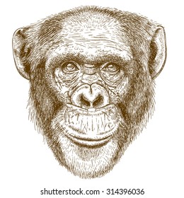 Vector engraving  illustration of  highly detailed hand drawn head of the chimpanzee isolated on white background