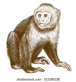 Vector engraving  illustration of  highly detailed hand drawn capuchin  isolated on white background