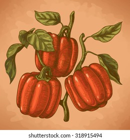 Vector engraving  illustration of  highly detailed hand drawn three bell peppers on a branch in retro style