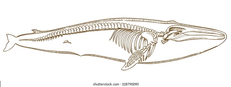Vector engraving  illustration of  highly detailed hand drawn whale skeleton isolated on white background
