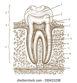 Vector engraving  illustration of  highly detailed hand drawn human tooth diagram isolated on white background