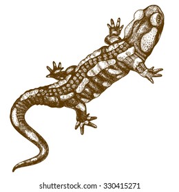 Vector engraving illustration of  highly detailed hand drawn salamander isolated on white background