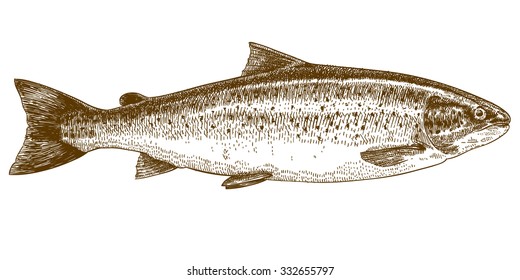 Vector engraving illustration highly detailed hand drawn trout isolated white background