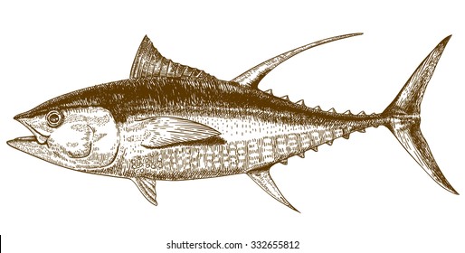 Vector engraving illustration of highly detailed hand drawn tuna isolated on white background