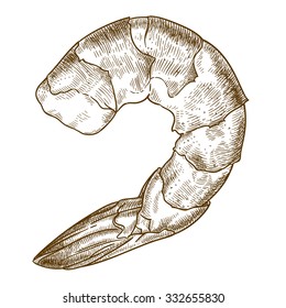 Vector engraving illustration of highly detailed hand drawn shrimp isolated on white background