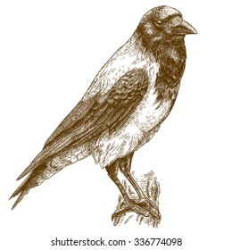 Vector engraving illustration of highly detailed hand drawn crow isolated on white background