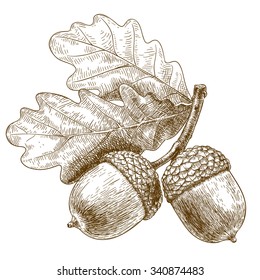 Vector engraving illustration of highly detailed hand drawn acorn isolated on white background