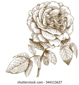 Vector engraving illustration of highly detailed hand drawn rose isolated on white background