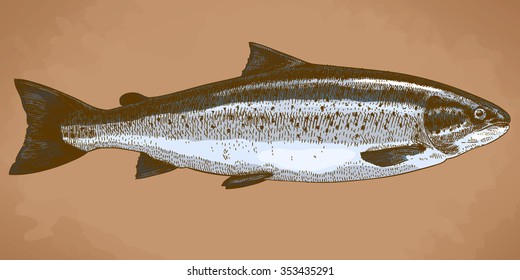 Vector engraving illustration of highly detailed hand drawn trout in retro style