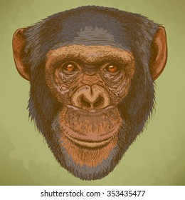 Vector engraving illustration of highly detailed hand drawn head of the chimpanzee in retro style
